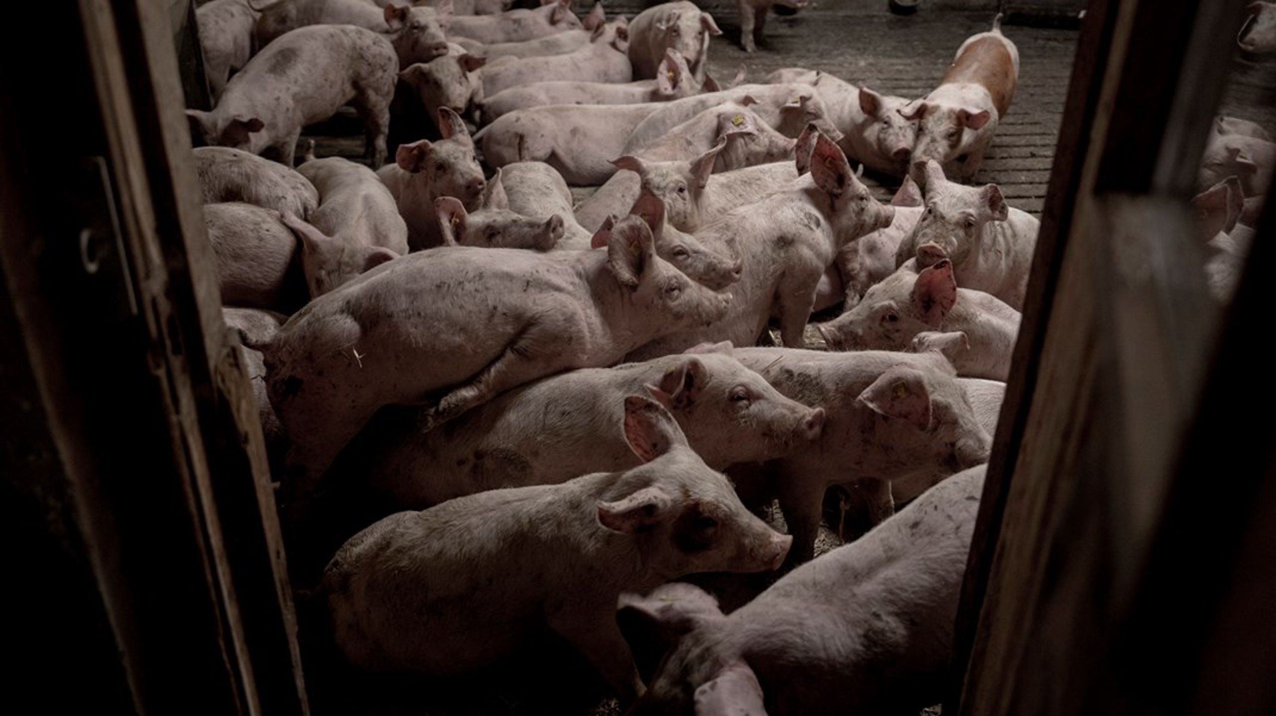 Ingen foreslår mig bekendt at ville lukke dansk landbrug. Men der foregår en helt rimelig diskussion af, hvordan landbruget skal se ud, skriver Britta Riis.