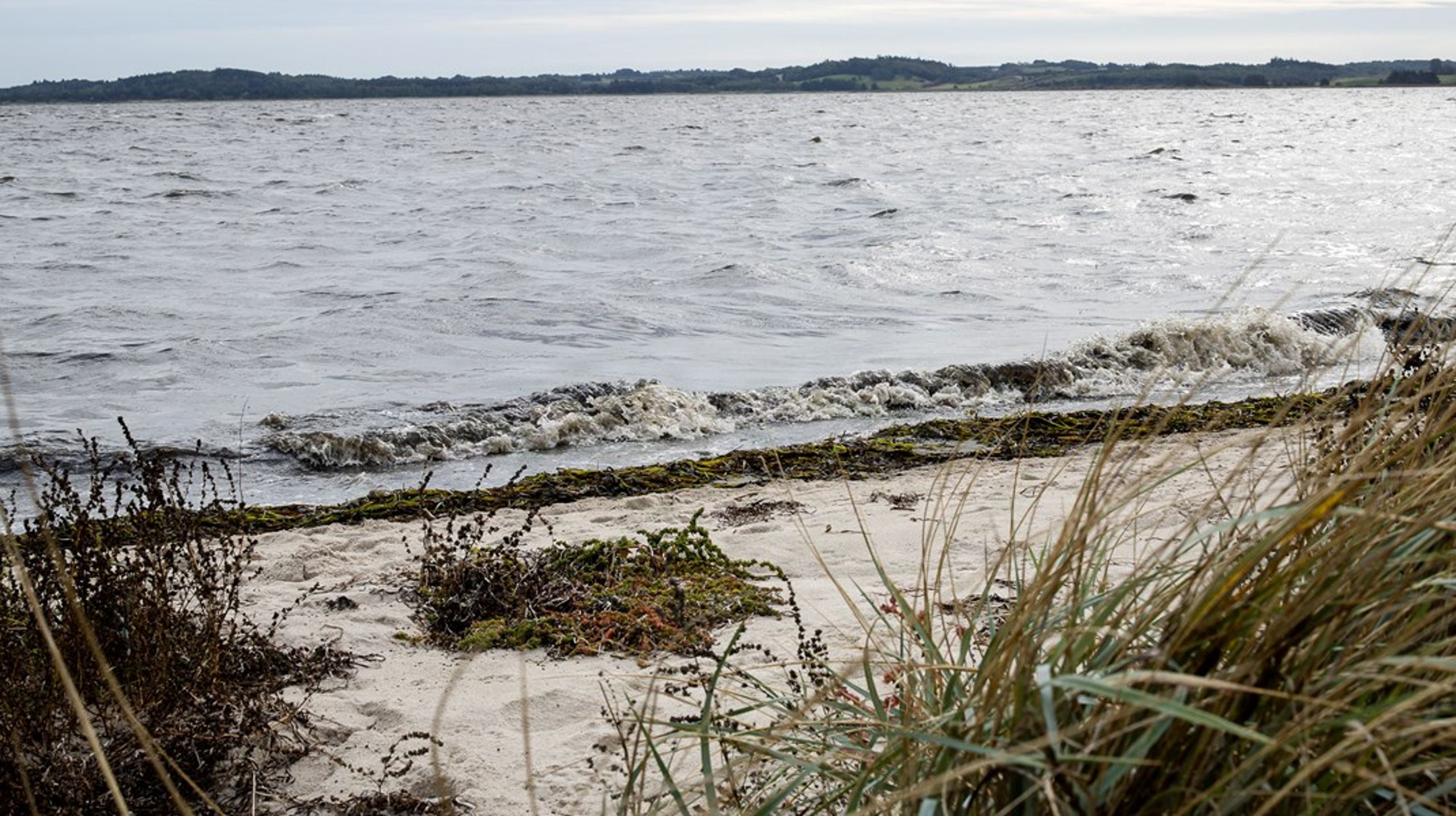Men kvælstofindsatsen kan ikke stå alene. Danmark står også over for akutte udfordringer med drikkevand, biodiversitet og landbrugets klimaaftryk, skriver Ditte Mandøe Andreasen.