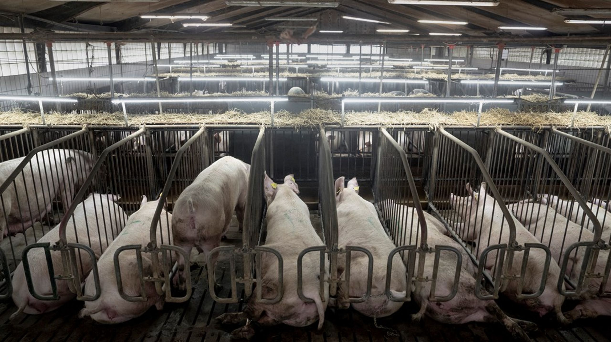 Det er et vigtigt bidrag til samtalen om grisene. Klara Trebbien Rasmussen har taget en for holdet, skriver Mathilde Walter Clark.