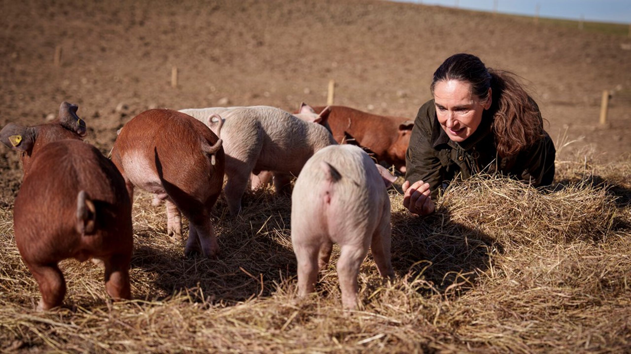 Signe Wenneberg stiller op til Folketinget for Alternativet for blandt andet at påvirke det danske svinelandbrug.