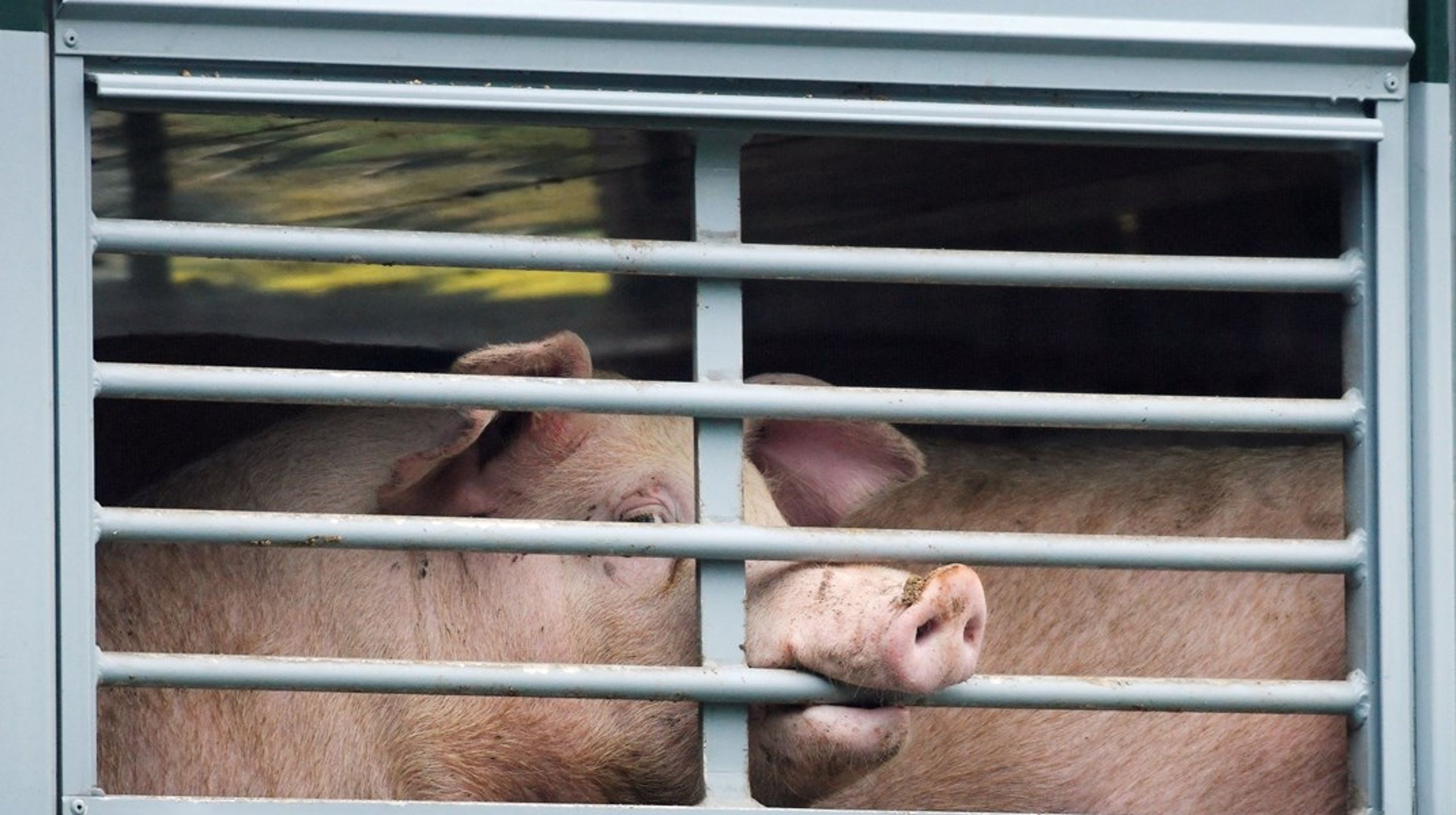 Siden EU-Kommissionen præsenterede sit udspil til bedre dyrevelfærd under dyretransporter, er forhandlingsprocessen gået helt i stå.