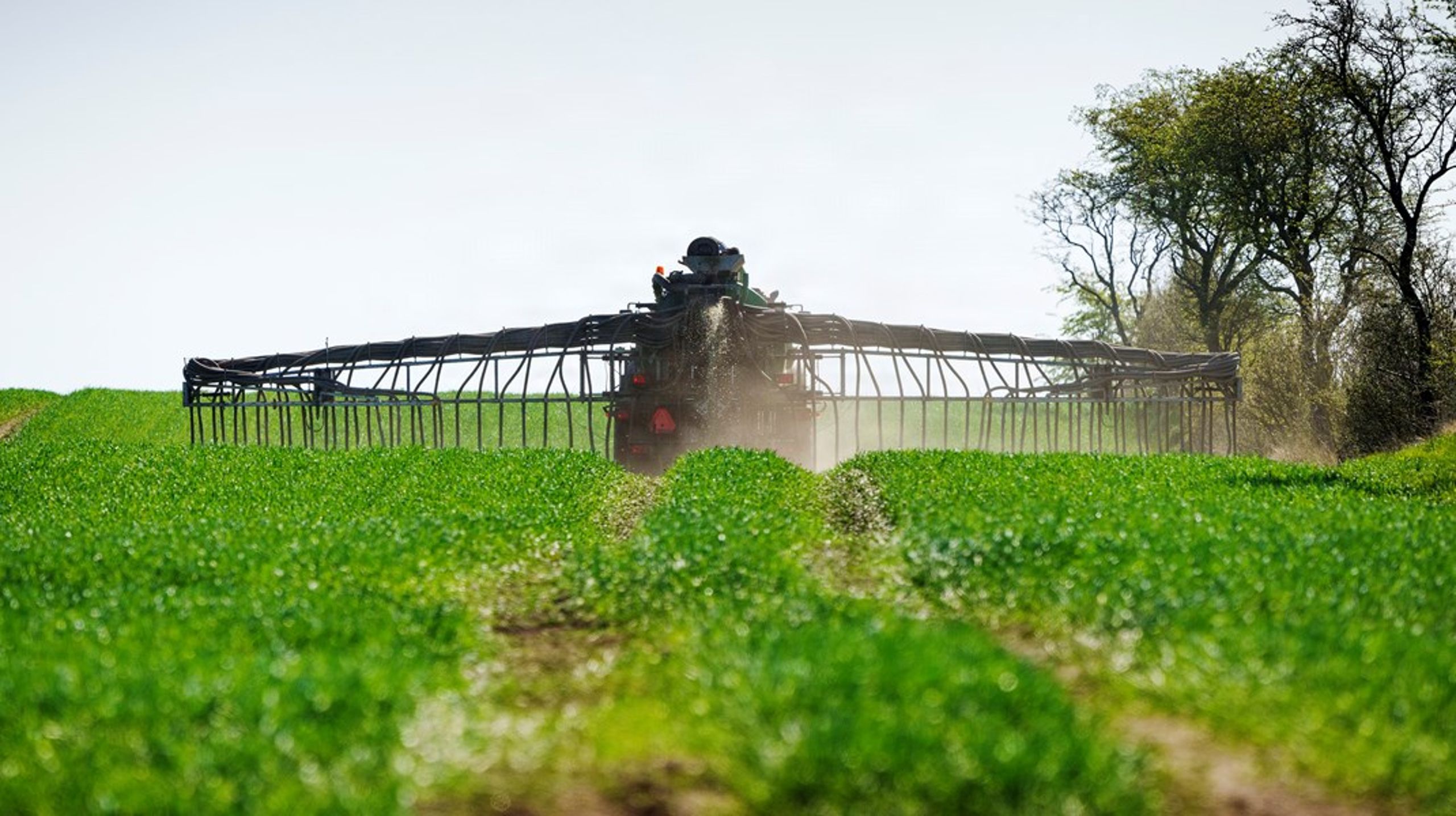 Kartoffelproduktionen er blandt de mest pesticidkrævende i dansk landbrug, og med udfasningen af PFAS-midler står avlerne tilbage med få effektive værktøjer og stigende usikkerhed om fremtidens udbytter, skriver Søren Bak, Sven Bostyn og Seila Bozicev i dette indlæg.