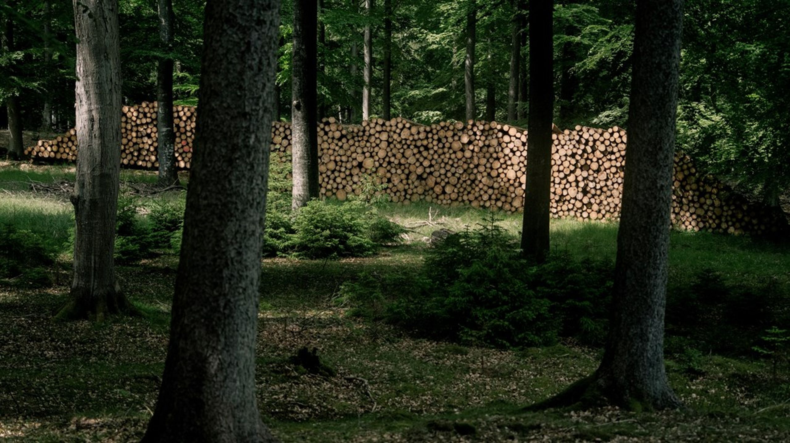 Ambitionen i den grønne trepart bør først og fremmest være at skabe politiske rammer, der gør det attraktivt at etablere mere skov og mere natur, skriver Anders Frandsen.