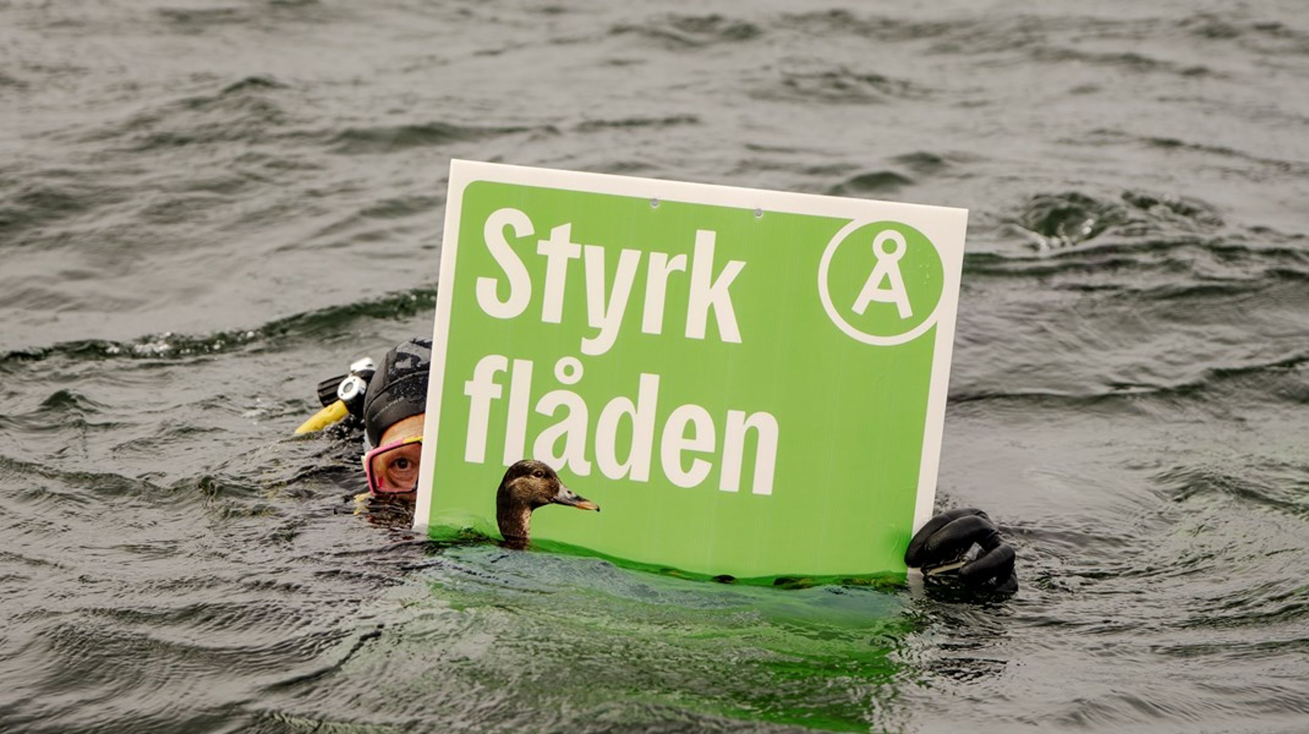 Andreas Lange har været Alternativets kommunikationschef gennem to valgkampe. Her ses Torsten Geil på dykkertur under kommunalvalgkampen.