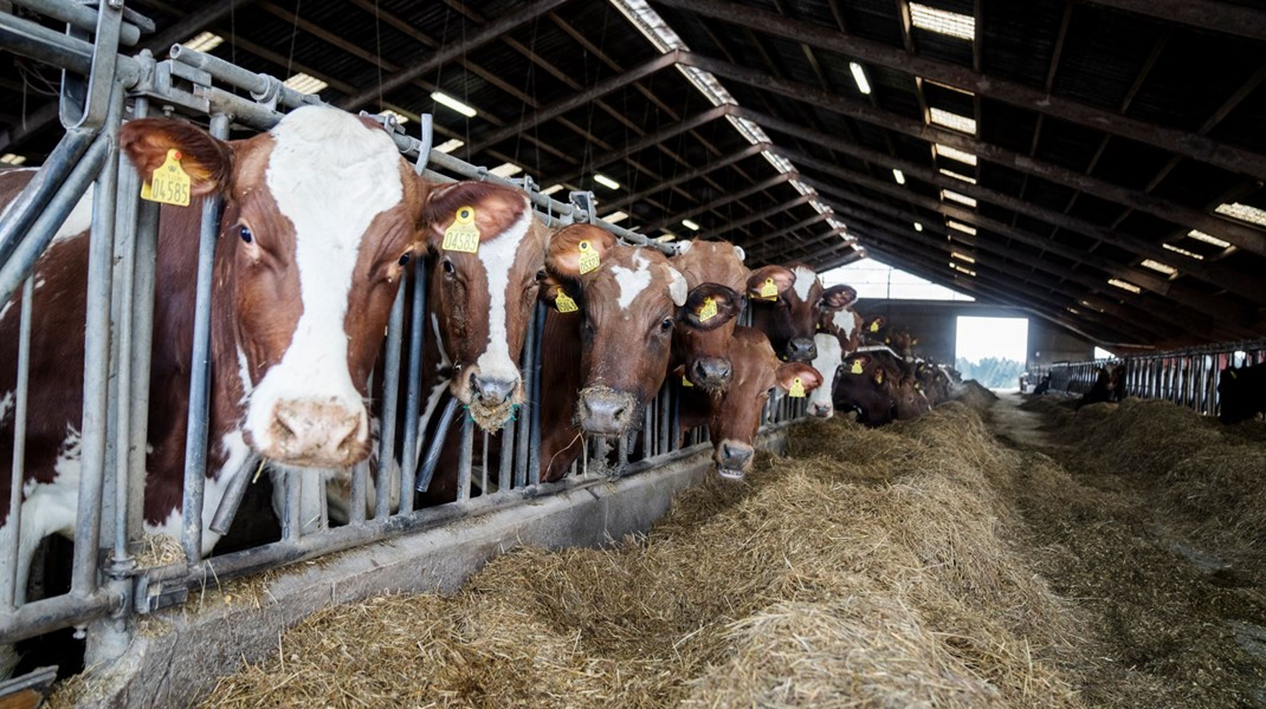 EU’s landbrugspolitik har i årevis understøttet de mest klimabelastende produktionsformer, og uden bindende krav eller økonomiske incitamenter er der ingen garanti for, at udledningerne falder, skriver Johannes Flatz.