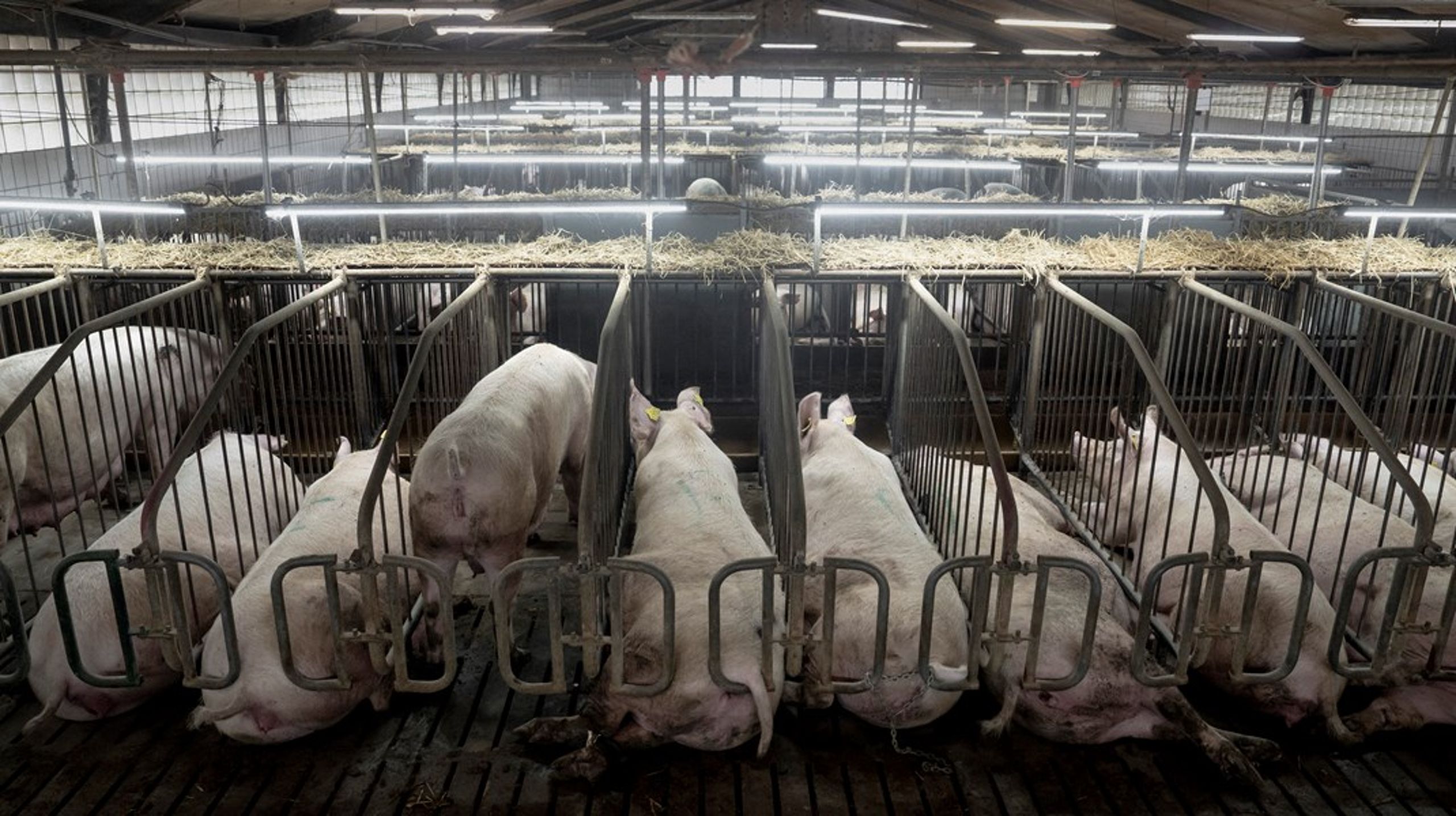 Moderaternes forslag om en grisefirepart, hvor alle mulige parter, der 
allerede er blevet hørt enormt meget, skal høres mere, og hvor der 
smides alt for mange ingredienser i gryden og vigtig tid spildes, er 
akavet,&nbsp;skriver Alexander Holm.<br>