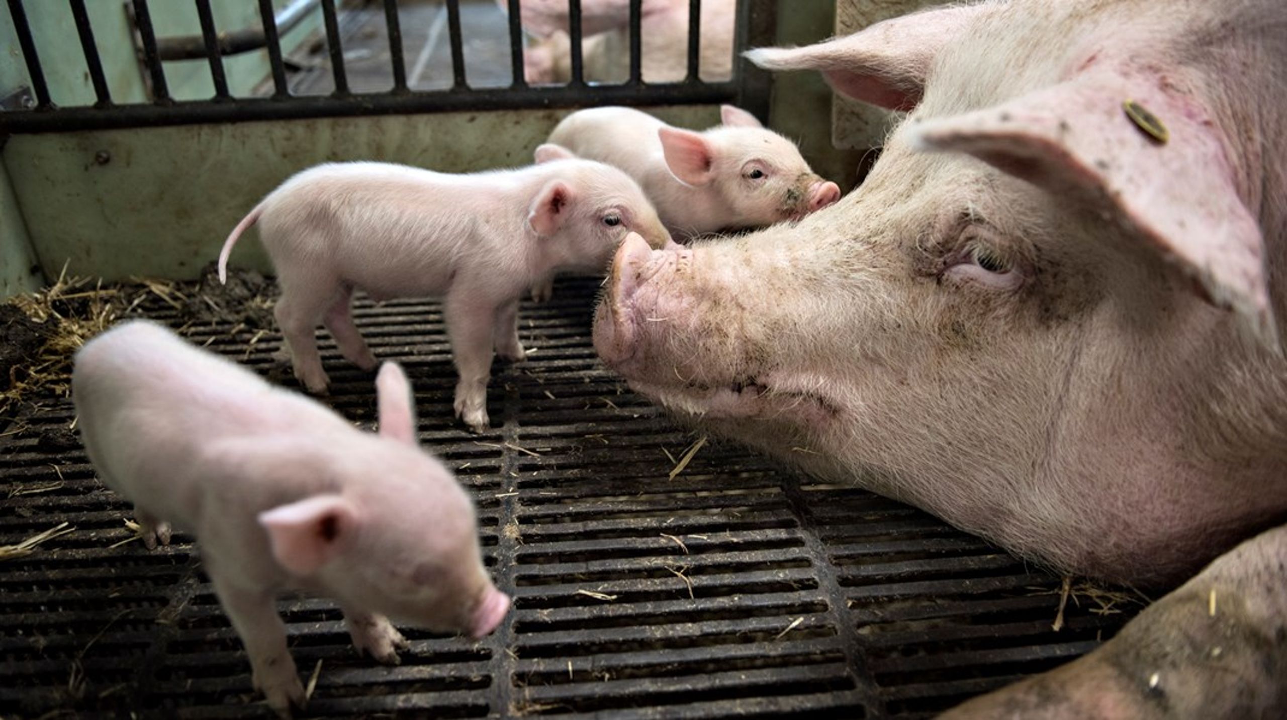 Hvis dansk svineproduktion også i fremtiden skal have bred opbakning i befolkningen, skal vi kunne se hinanden i øjnene på helt centrale punkter, skriver Henrik Frandsen (M).