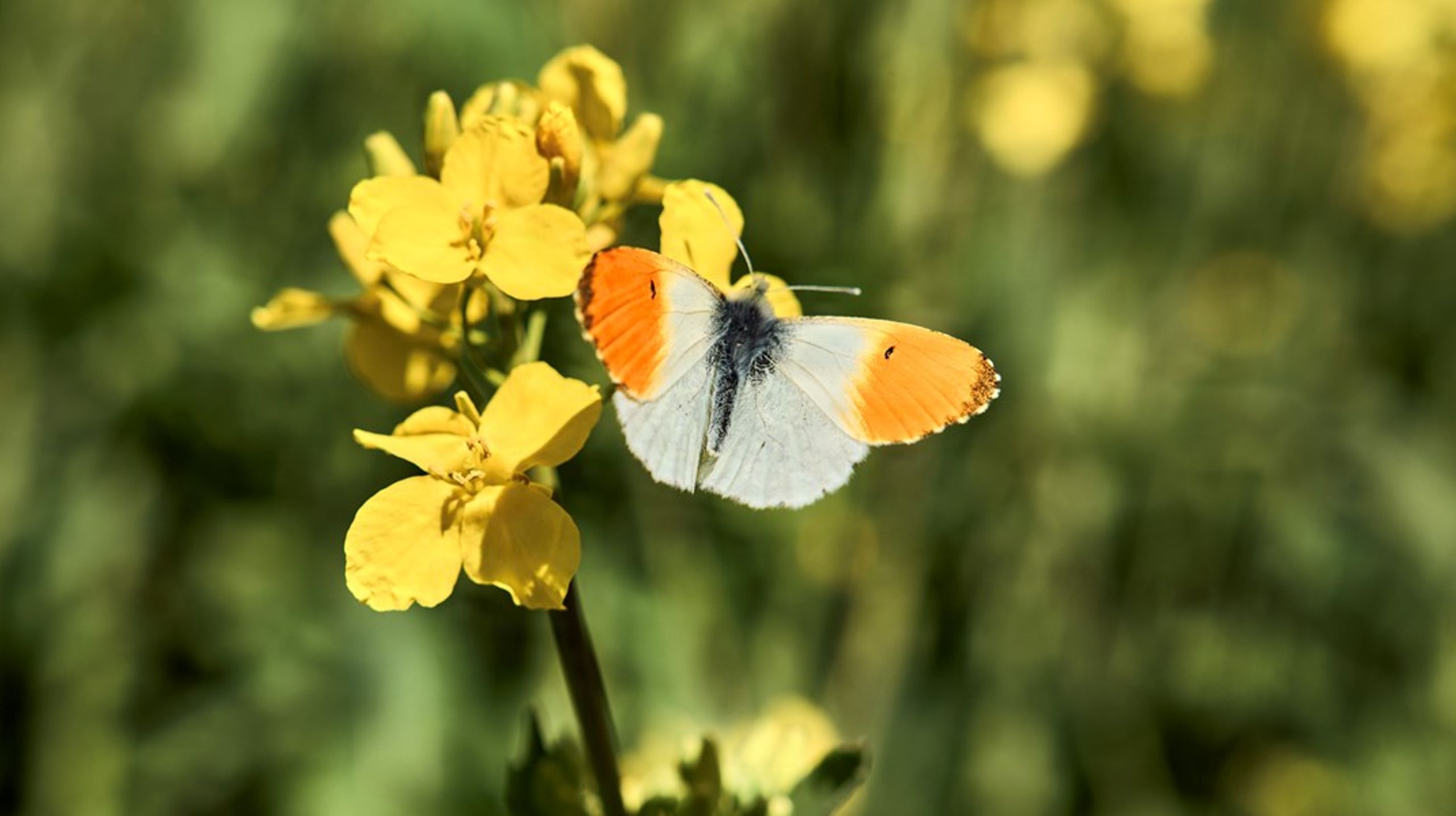 Ny natur, der placeres tæt på eksisterende artsrige naturtyper, giver samtidig det bedste udgangspunkt for naturudvikling, fordi planter og dyr kan sprede sig naturligt ind i de nye arealer, skriver medlemmer af&nbsp;KTC's faggruppe for Natur og overfladevand.