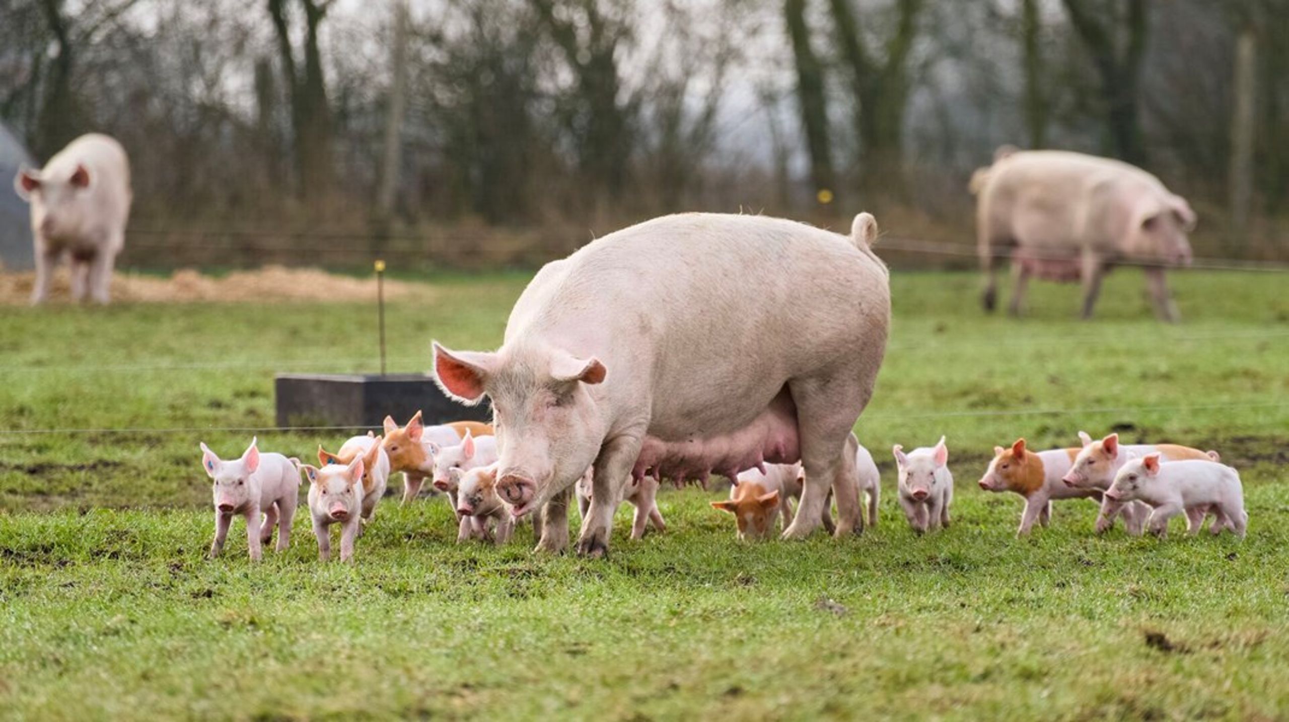 <div><div><div><div><div><div>Vi skal have et landbrug, der ikke skaber tvivl om det rene drikkevand, og hvor dyr respekteres som levende og sansende væsner,&nbsp;skriver Sybille Kyed.</div></div></div></div><div></div><div><div></div></div></div></div><div></div><br>
