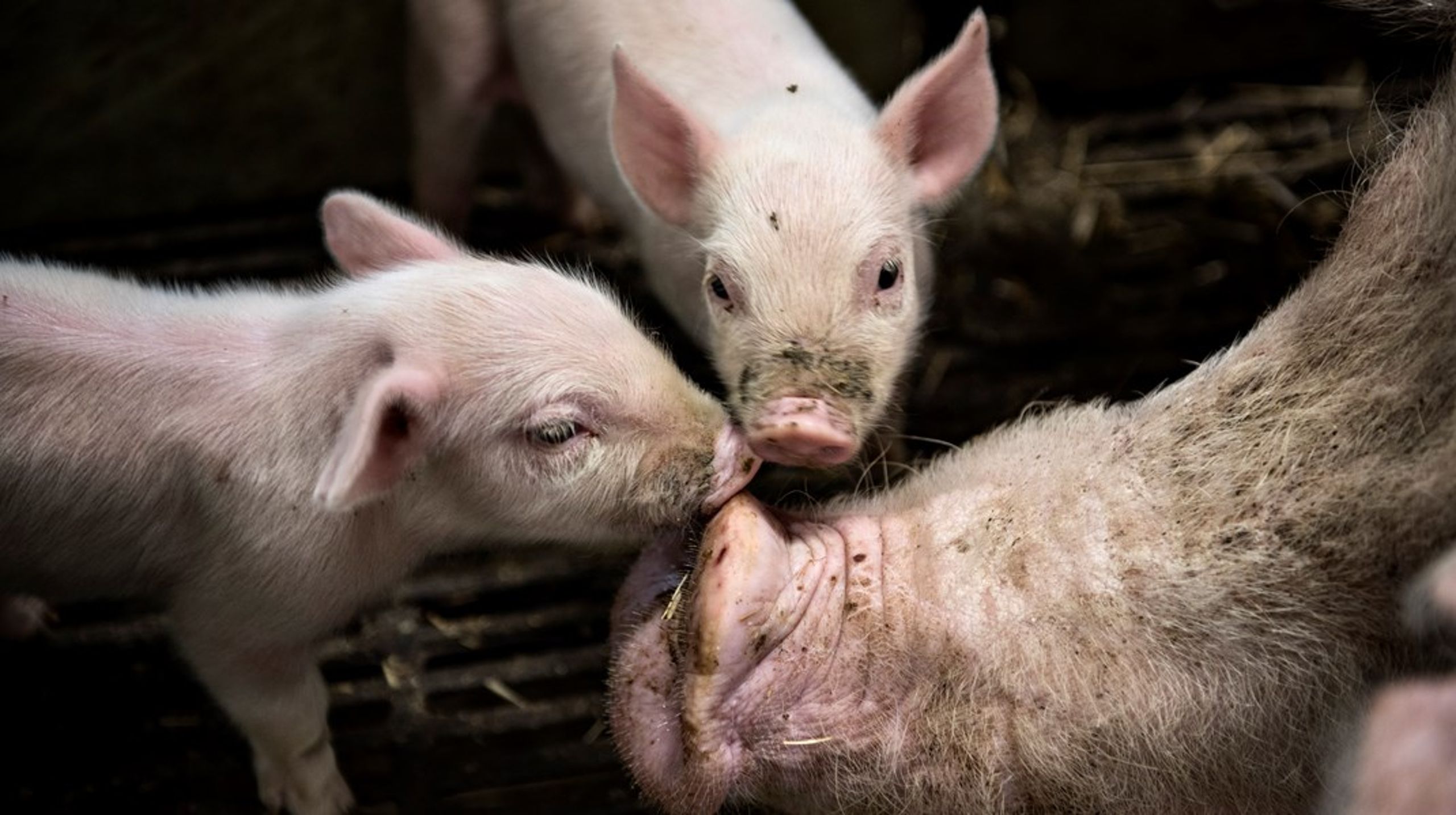 Influenzavirus findes i alle grisebesætninger, og der er en reel og stigende risiko for, at der kan ske spring til mennesker, skriver&nbsp;Birgit Nørrung.