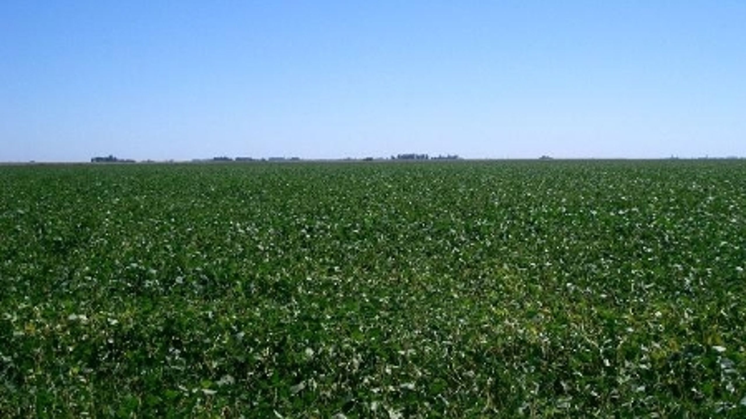 Regnskov bliver stadig fældet for at etablere nye sojamarker. I Sydamerika har sojaproduktionen bredt sig så meget, at man taler om "ørkener af sojamarker". 