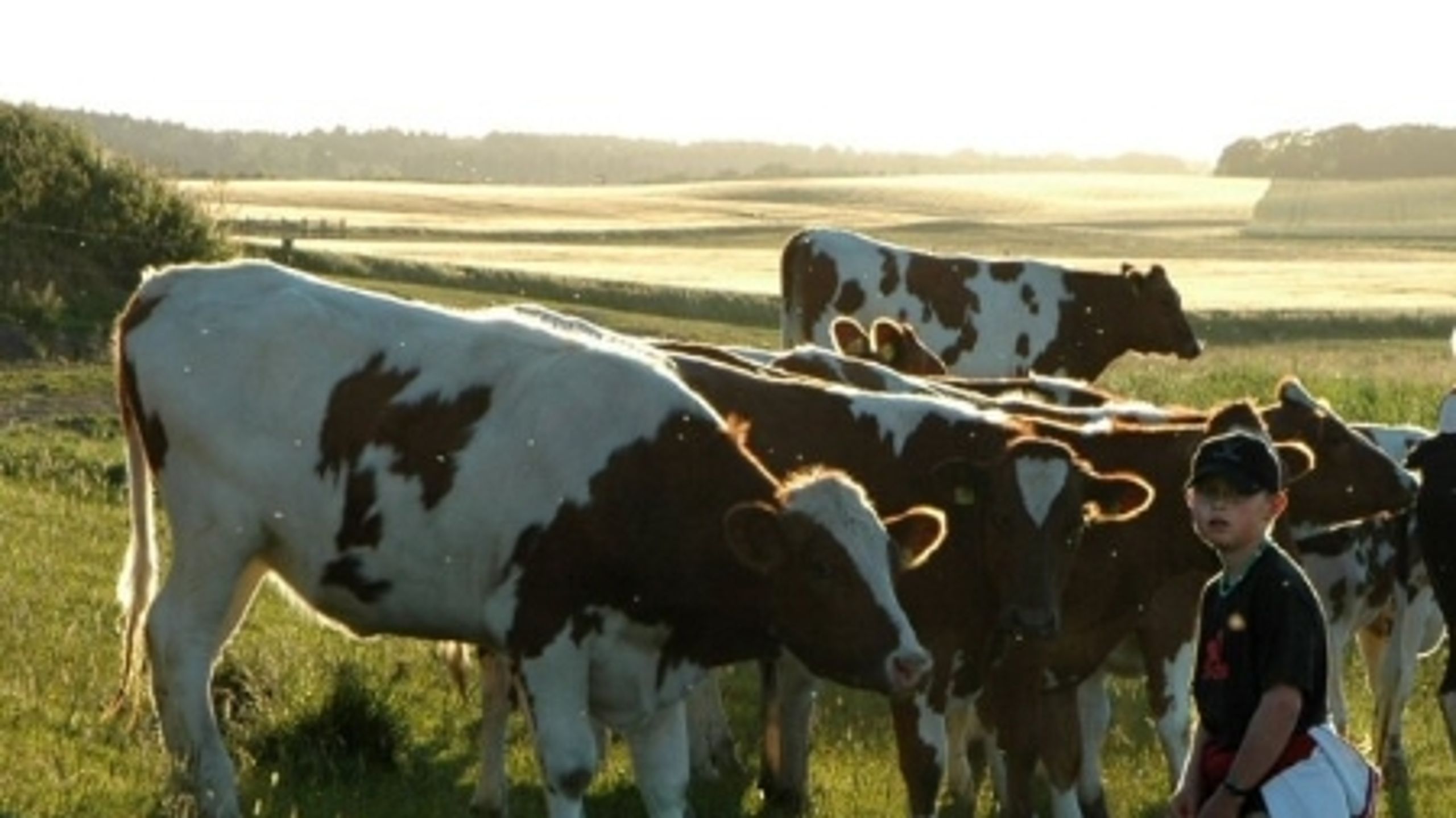Landdistriksmidlerne skal gå til at skabe arbejdspladser - ikke til natur- og miljøformål, siger Jørn Dohrmann (DF). 