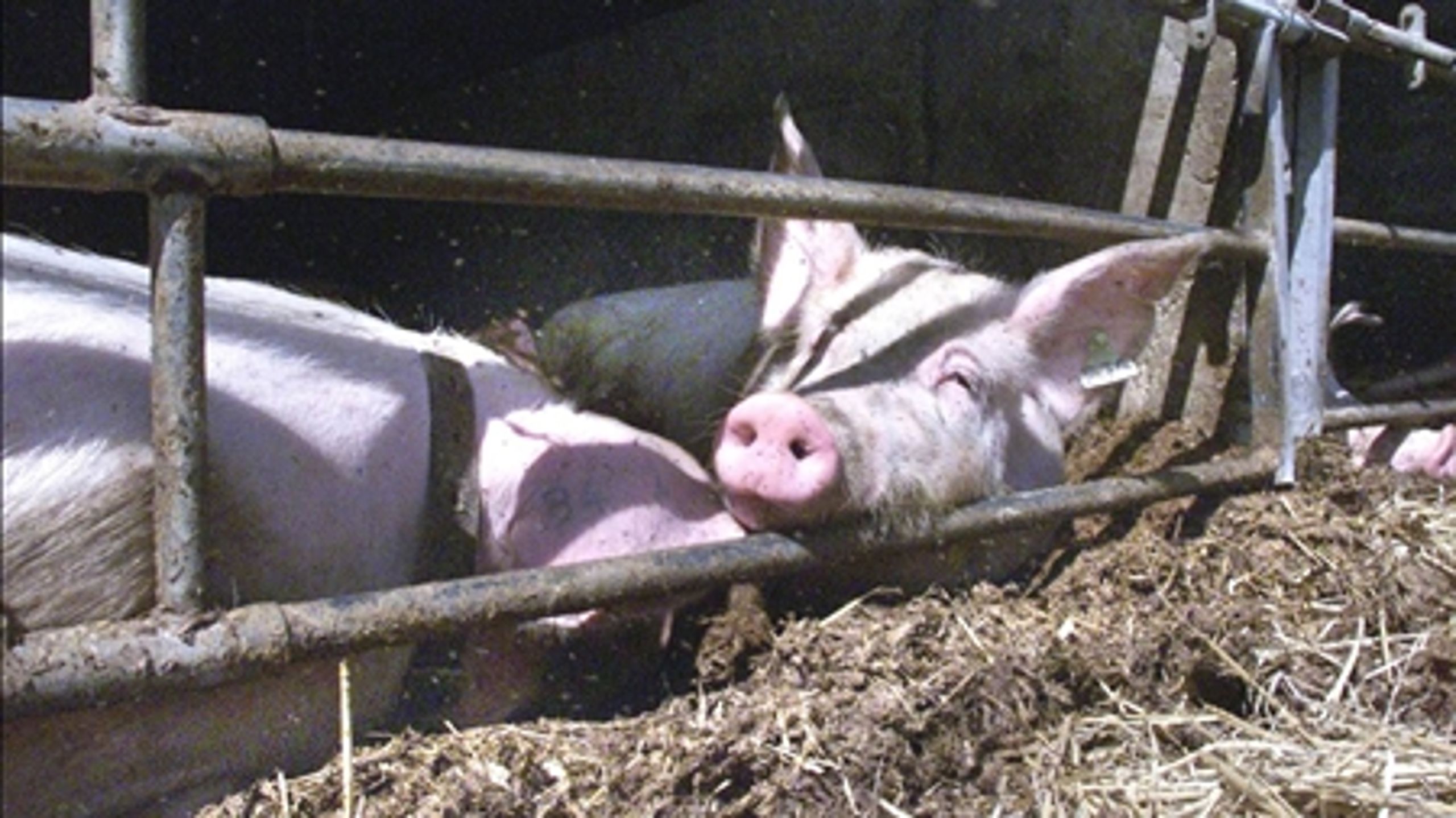 "Stem på Christian – dyrets bedste ven," synger Dansk Folkepartis fødevareordfører Christian H. Hansen i sin valgsang. Alligevel er det ikke rigtig lykkedes at sætte dyrevelfærd på valgkampens dagsorden.