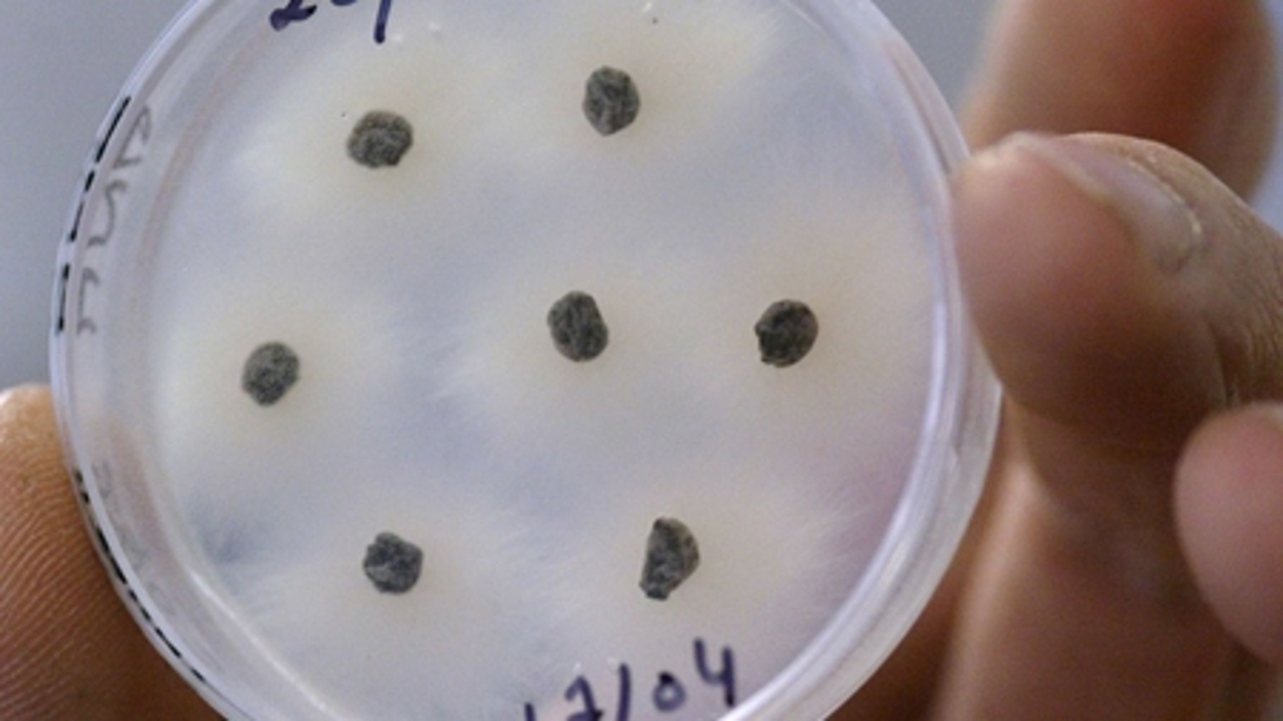 En ny plan mod campylobacter skal bringe antallet af infektioner hos forbrugerne ned. Men det er svært at gøre noget mod det importerede kyllingekød.