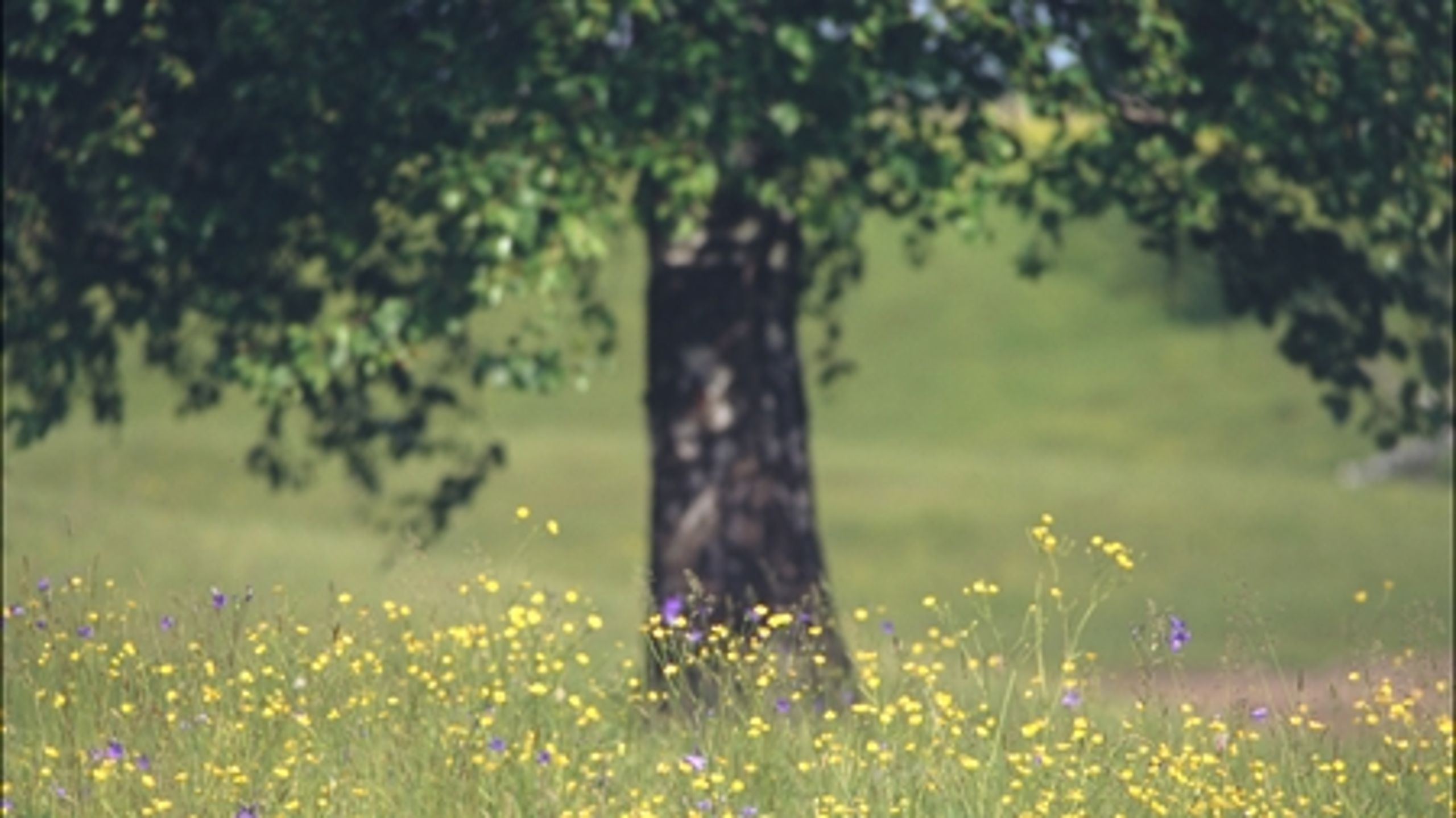 De miljøøkonomiske vismænd politiserer, når de påpeger, at den nye natur i Grøn Vækst er genbrug, mener Konservative. 