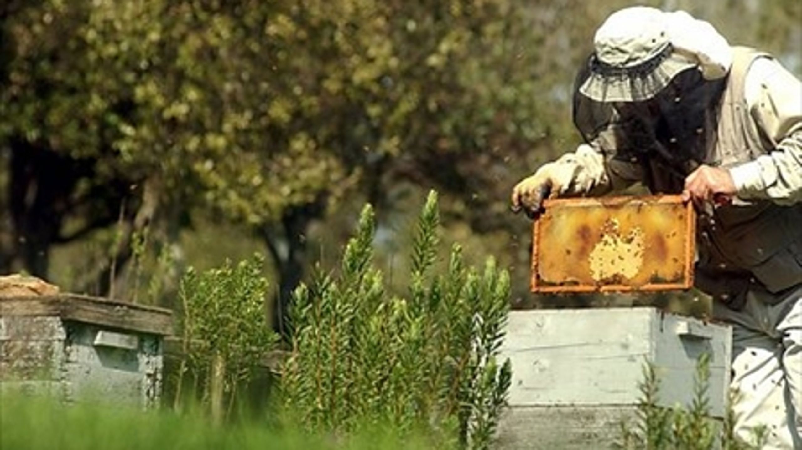 De danske biavlere savner en klar politisk udmelding om, hvordan de står i forhold til en eventuel fremtid med flere GMO-afgrøder.