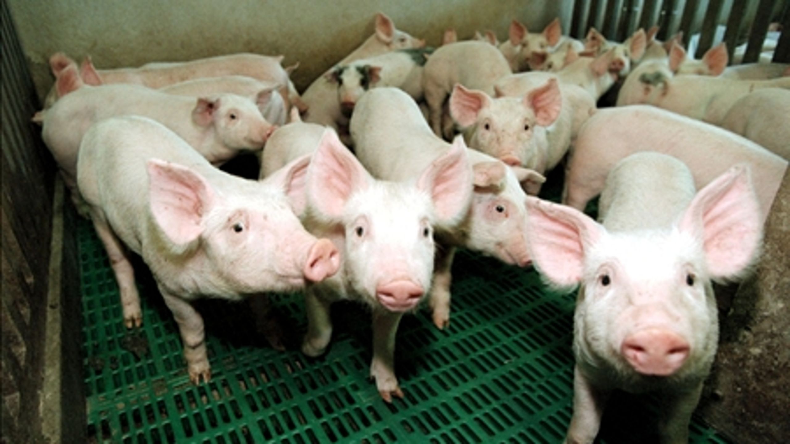 I Grøn Vækst blev det aftalt, at op til 50 procent af husdyrgødningen i 2020 skal udnyttes til grøn energi. Det betyder, at der skal opføres mange nye biogas-anlæg.