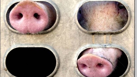 Kontrol af ulovlig dyretransport forbedret