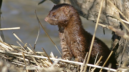 S-splid om minkforbud