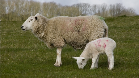 Danskerne vil ikke spise Dollys afkom