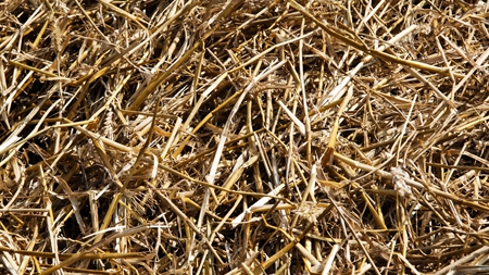 Bred opbakning til handlingsplan for biomasse