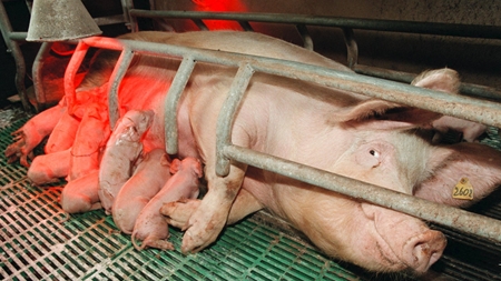 Oppositionen utilfreds med tøven i pattegrisesag