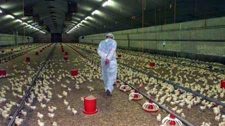 EU nedtoner regler for salmonella