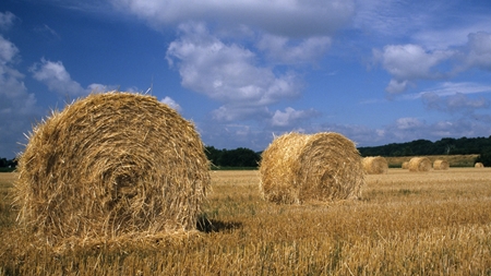 Fødevareministeriet gør klar til EU-formandskab