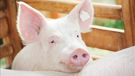 Ventetider i husdyrsager mørklægges