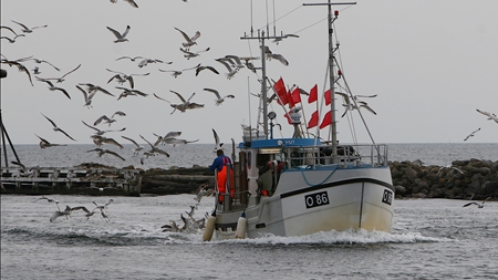 EU-forbud mod fiske-dumping på vej