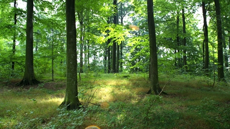 Ingen bruger naturkanonen