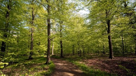 Rigsrevisionen: Statslig skovindsats er ikke optimal