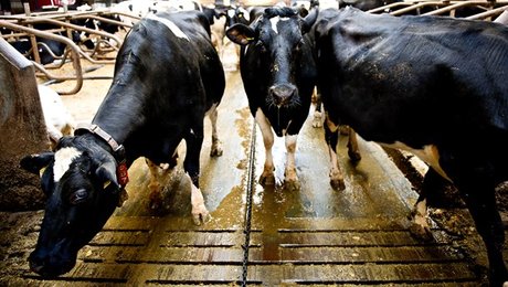 Rapport: Landbrug går mod lysere tider