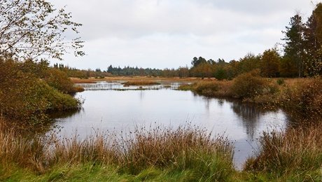 Forsker om Novana-rapport: Alarmerende tendenser for naturen