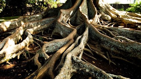 Klumme: 5 gode grunde til at ”Rodskud” bør være pligtlæsning for samskabere 