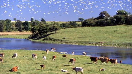 Hækkerup: Der er brug for mere målrettet naturpleje