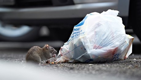 Esben Lunde har rotte-plan på vej