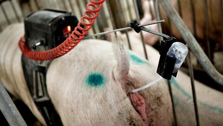 Dyrlæge-formand: Antibiotikaresistens er kommet for at blive – desværre