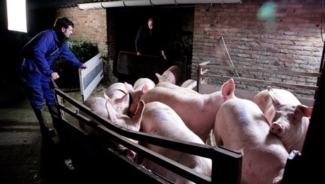 L&F: Kolmos på afveje - vi har sænket forbruget af antibiotika