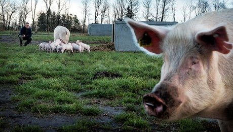 Veterinærmedicinsk Industriforening: Antibiotikapolitik skal tynges af evidens, tak!