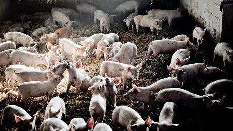 Kolmos: Ingen naturlov, at svin har MRSA