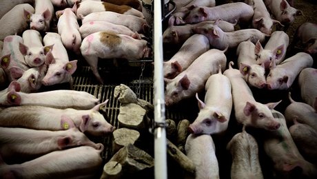 Dyrlægeforening: Dyrlæger arbejder for at minimere halekupering