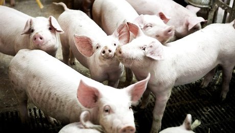  Danske Svineproducenter får ny direktør