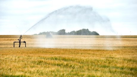 K-kandidat: EU gøres til syndebuk for dansk pineri af landbruget