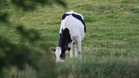 Nyt dansk partnerskab vil skabe bæredygtige proteiner 
