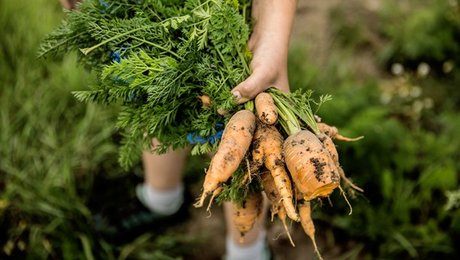 Venstres Ungdom: Du bliver hverken klimaforkæmper, sundere eller dyrefrelser af økologi