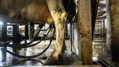 Mejeriforeningen: Mælk spiller vigtig rolle i en bæredygtig kost