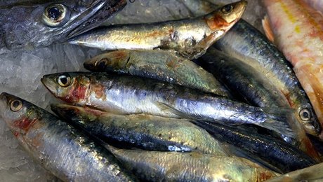 Færøsk politik er gået i fisk