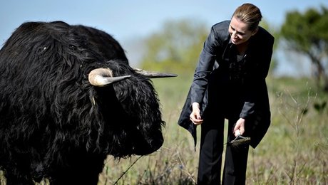 Vælgerne: S-ledet regering er bedst til grøn politik 