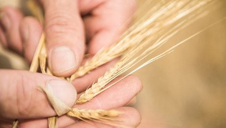 Plantebranchen: Dansk landbrug skal producere mad til mennesker – ikke dyr
